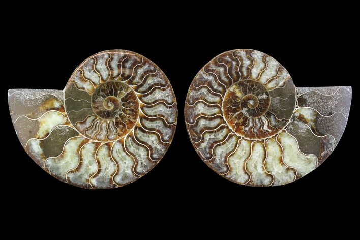 Cut & Polished Ammonite Fossil - Agatized #91149